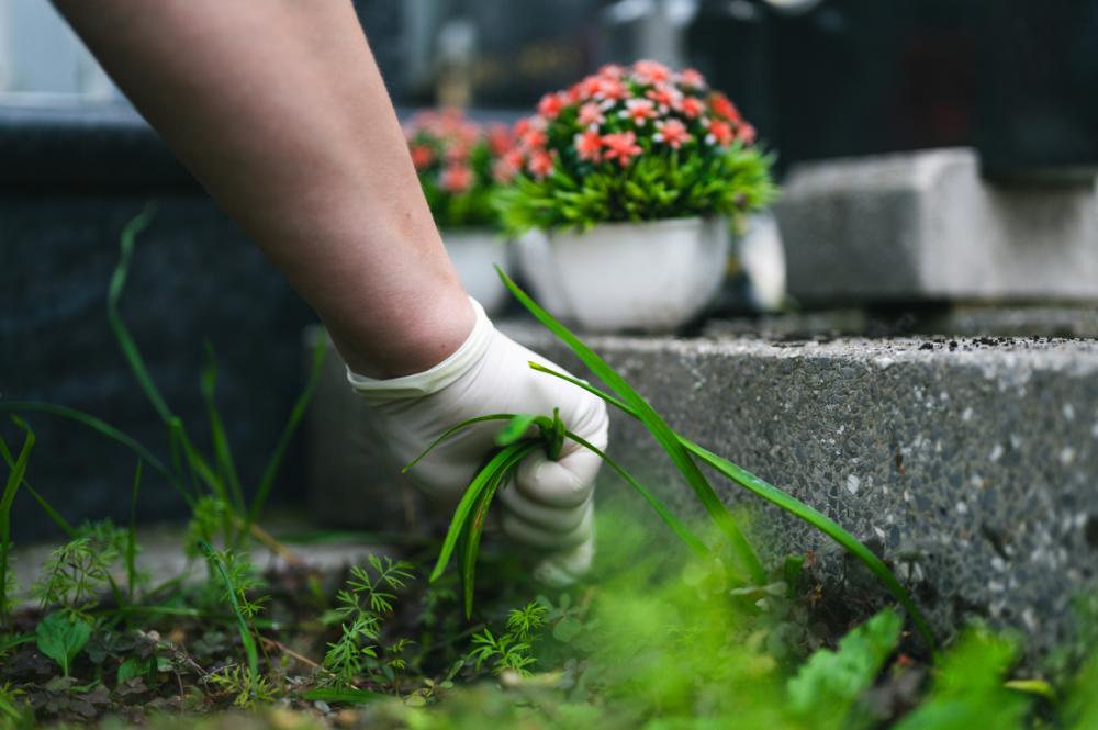 Herbes cimetiere